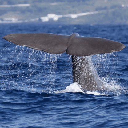 Whale Watching Tour